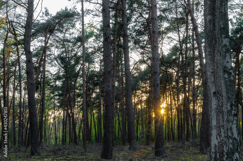 Beams of sunlight shining through the pine forest during sunset on a evening with a clear sky during spring in the Netherlands