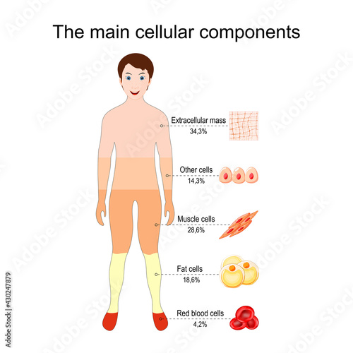 The main cellular components of the human body. Tissue and cells