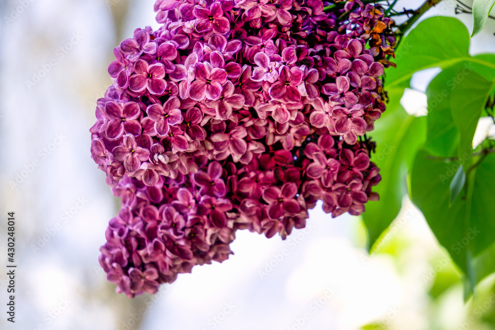 Obraz premium A branch of dark purple lilac with large flowers.