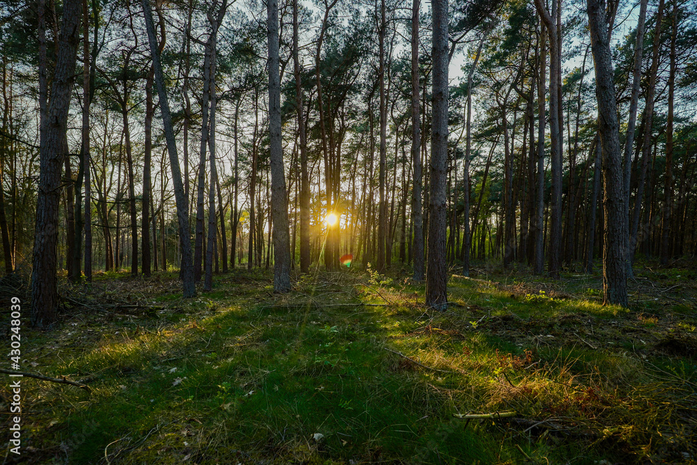 Beams of sunlight shining through the pine forest during sunset on a evening with a clear sky during spring in the Netherlands