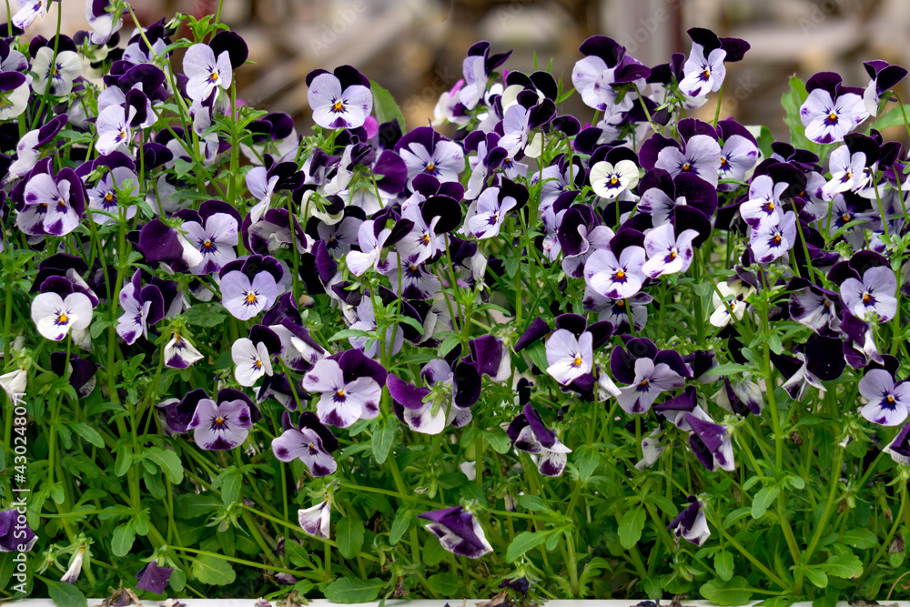 Background of multicolored pansy flowers with white-blue flowers. Background of multicolored pansy flowers with white-blue flowers.