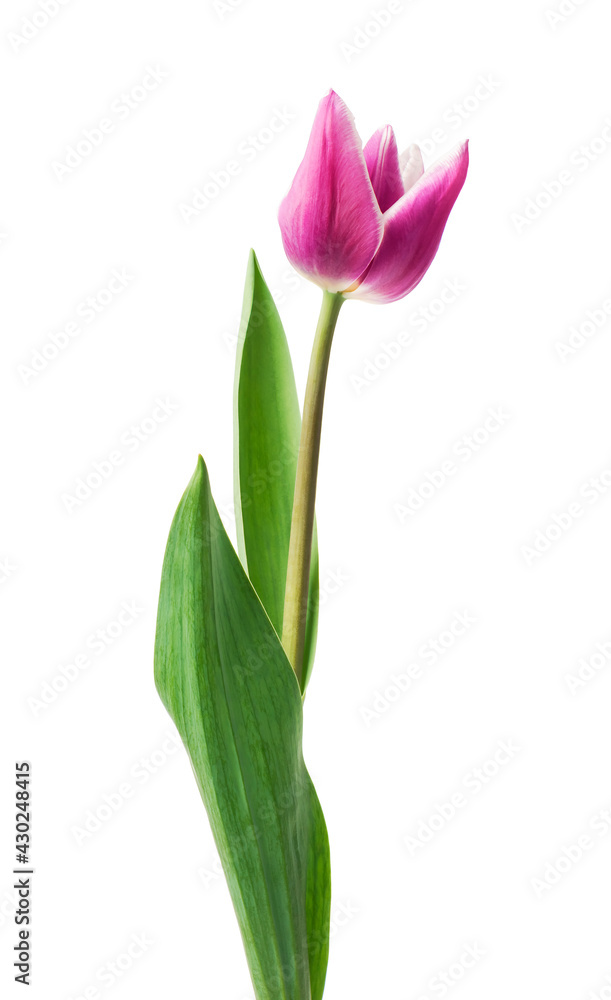 Fototapeta premium purple tulips isolated on white background