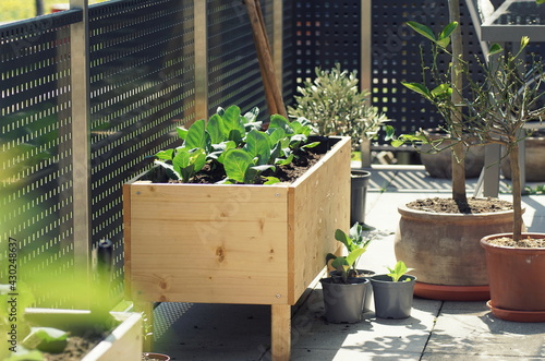 wooden self built raised bed with growing vegetable plants on a real terrace garden. © Thomas