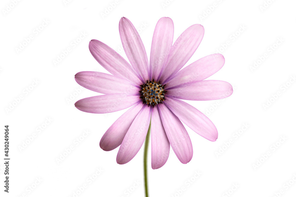Purple Cape marguerite flower isolated on white background. Dimorphotheca ecklonis Purple Cape marguerite flower isolated on white background. Dimorphotheca ecklonis