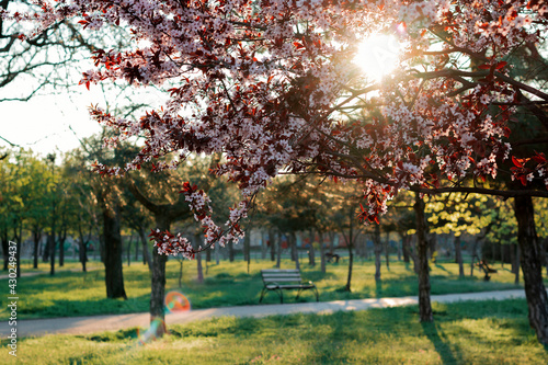 Plum is blossoming in the park with sun shinning through the leaves. Spring nature view. Pink flowers on the tree.