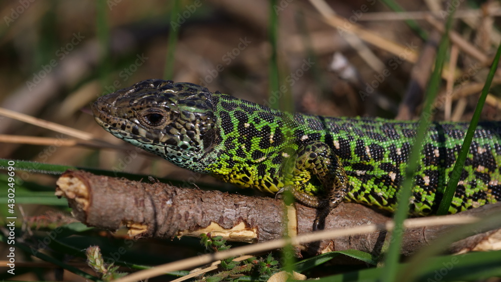 Lacerta schreiberi, lagarto verdinegro hembra durante la epoca de celo Lacerta schreiberi, lagarto verdinegro hembra durante la epoca de celo