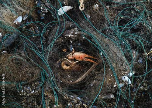 Abandoned poaching nets and dead hydrobionts photo