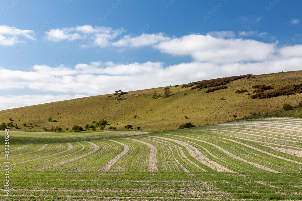 Rows of Crops Growing in the South Downs Countryside on a Sunny Spring Day