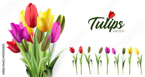 Spring bouquet of pink, yellow, red tulips on a white background. Vector illustration