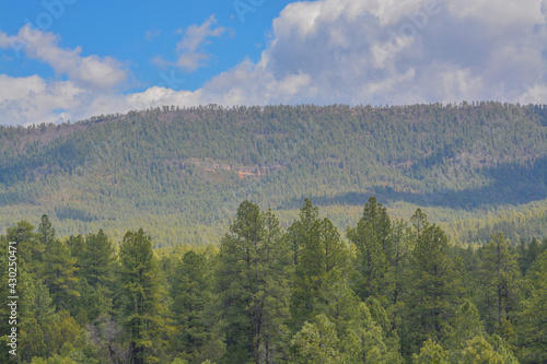 Beautiful view of Ponderosa Pine Trees in the high altitude of the White Mountains in Apache County  Arizona