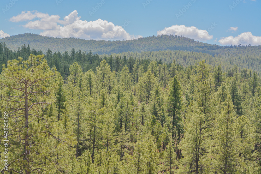 Beautiful view of Ponderosa Pine Trees in the high altitude of the White Mountains in Apache County, Arizona