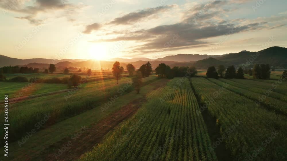 Aerial view of a cornfield in sunset with mountain and hills in the distance Aerial view of a cornfield in sunset with mountain and hills in the distance