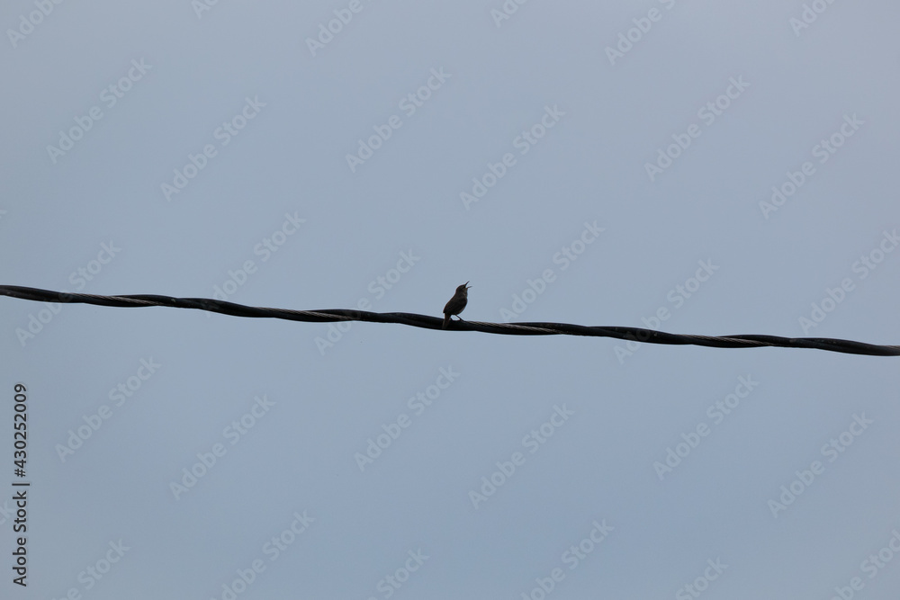 The House Wren (Troglodytes aedon) is a very Small Songbird on the Electric Cable The House Wren (Troglodytes aedon) is a very Small Songbird on the Electric Cable