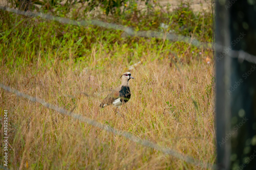 The Southern Lapwing (Vanellus chilensis) Bird on the Meadow Behind to the Fence in Guatape, Colombia