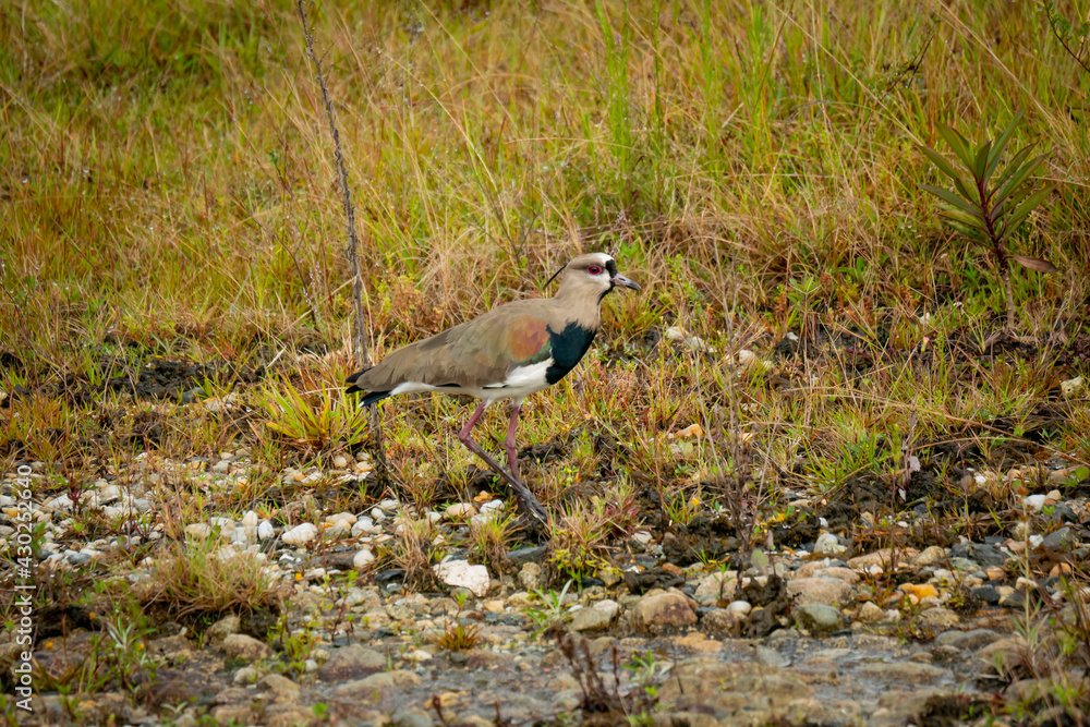 The Southern Lapwing (Vanellus chilensis) Bird on the Meadow Next to the River in Guatape, Colombia