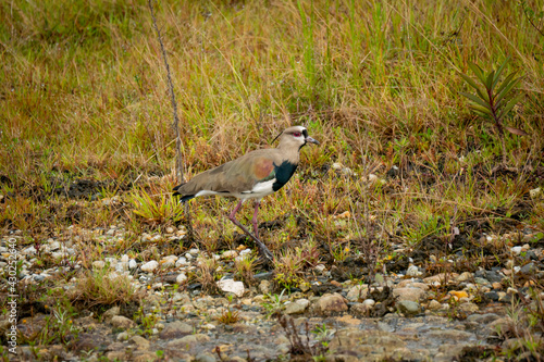 Obraz na płótnie The Southern Lapwing (Vanellus chilensis) Bird on the Meadow Next to the River in Guatape, Colombia w salonie