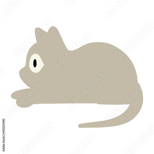 pet cat staring
