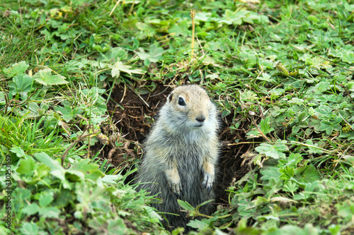 Caucasian Mountain ground squirrel (Spermophilus musicus) tunneling animal in mountain meadows. Caucasus, Carriers of infectious diseases (plague spot), pest of pastures, however, what cute animal photo