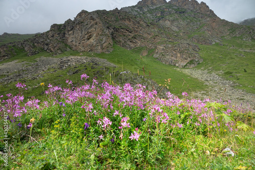 Alpine willowherb (Epilobium fleischeri, Chamaenerion fleischeri) - alpigenous plant (coryphad) on border moraine, dry meadow (acrophytia). Vicinity of Mt. Elbrus of Caucasus, august, 2500 m A.S.L photo