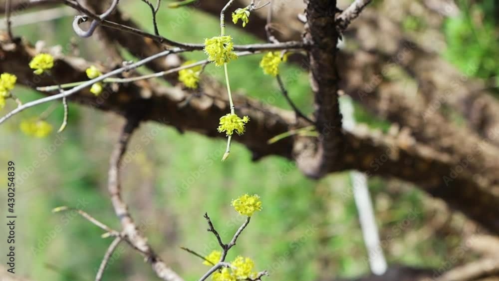 Dogwood, dog tree plant close up with yellow flowers spring bloom and flying bees, natural background Dogwood, dog tree plant close up with yellow flowers spring bloom and flying bees, natural background