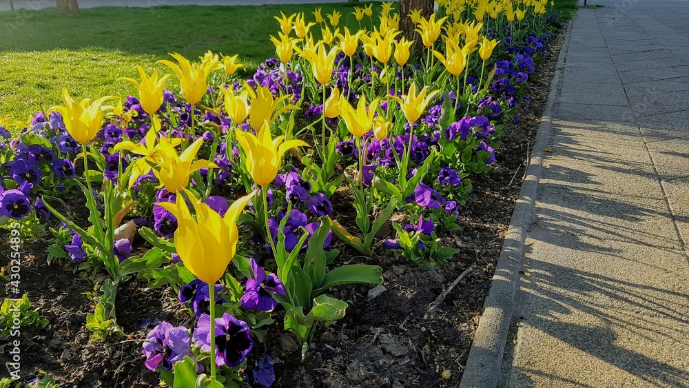 Obraz premium Beautiful flowers in park