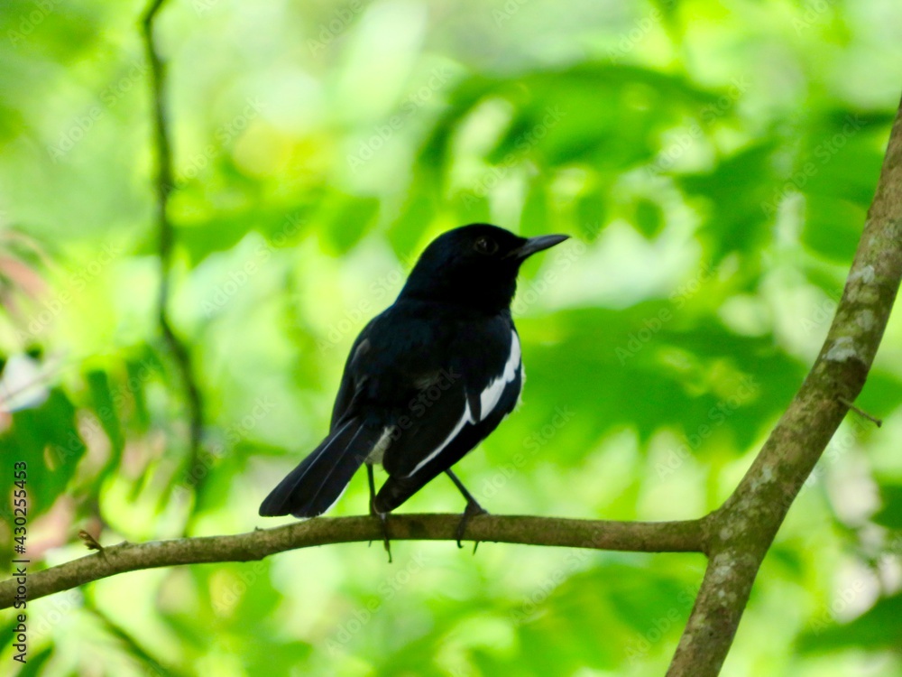 Fototapeta premium blackbird on a branch