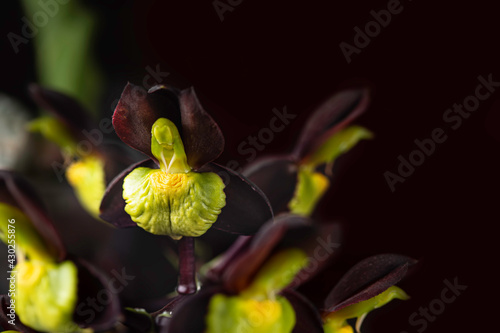 Orchid. Catasetum hybrid on black background. Catasetum tenebrosum. A photo of a stunning almost black orchid hybrid. photo