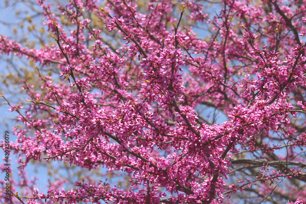 Obraz premium Beautiful Redbud tree (Cercis canadensis) blossoms in springtime. Nature landscape with sunbeams. Natural concept.