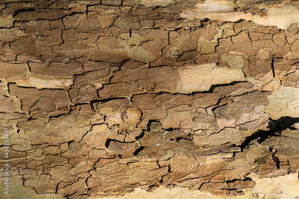 Beech bark with great texture