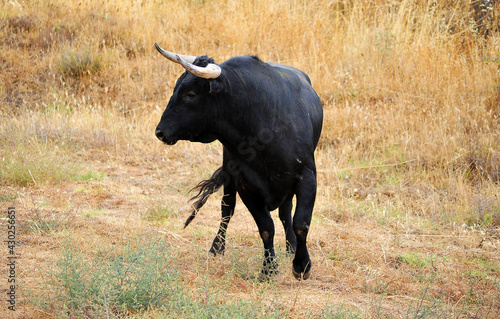 un poderoso toro negro español con grandes cuernos