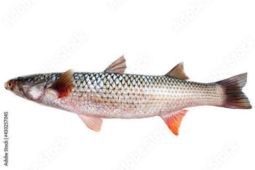 Red-finned mullet (Mugil soiui). This fish lives in Eurasia. Isolated on white photo