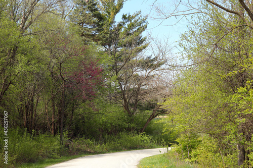 Panoramic spring scenery with fresh green foliage in the forest preserve. Spring natural background.