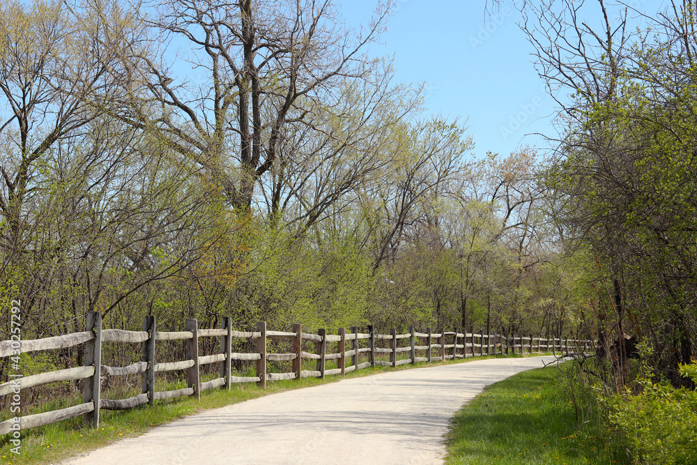 Panoramic spring scenery with fresh green foliage in the forest preserve. Spring natural background.