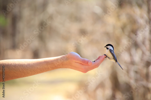 Bird resting on a person’s hand as he feeds © Benjamin