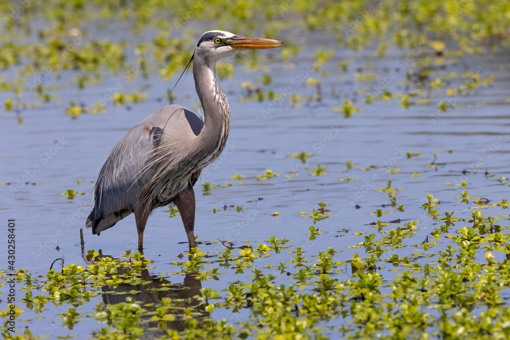 Fototapeta premium Great egret hunting, seen in the wild in a North California marsh 