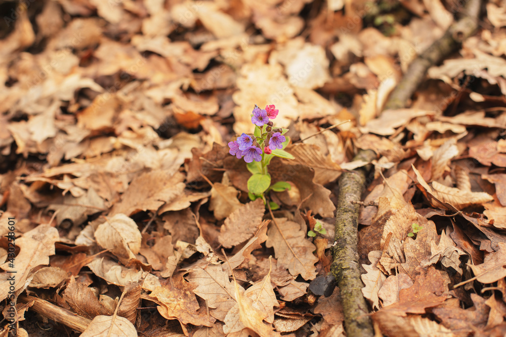 Spring violet flowers of lungwort in the wood. High quality photo. Spring violet flowers of lungwort in the wood. High quality photo.