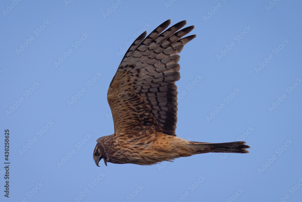 Fototapeta premium Extremely close view of a female hen harrier (Northern harrier) flying in beautiful light, seen in the wild in North California