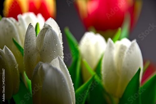krople wody na białych tulipanach