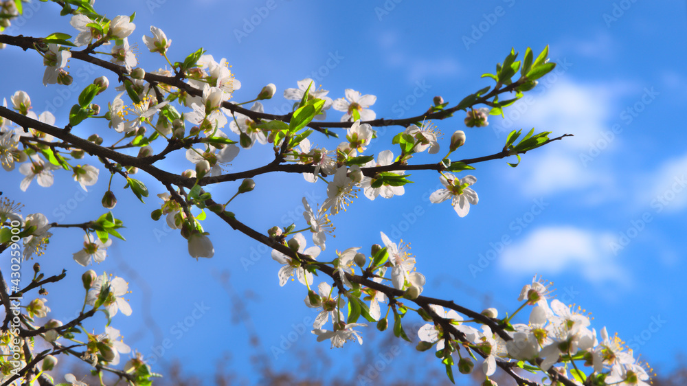 plum blossoms plum blossoms