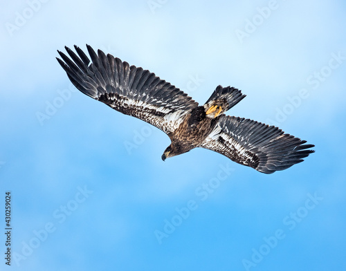 Young Bald Eagle in flight
