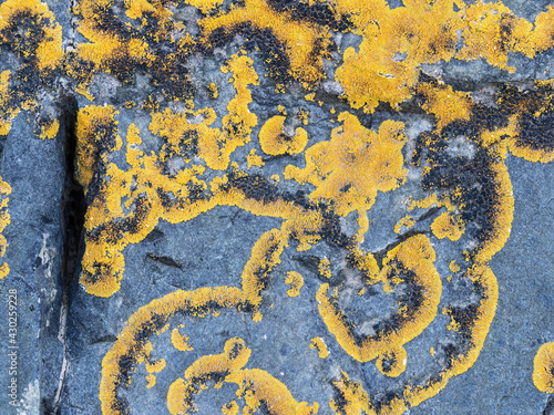 Caloplaca (Polycauliona) verruculifera yellow lichen growing on rock, North Devon, UK.