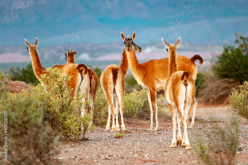 Fototapeta Naklejka Na Ścianę i Meble -  group of llamas