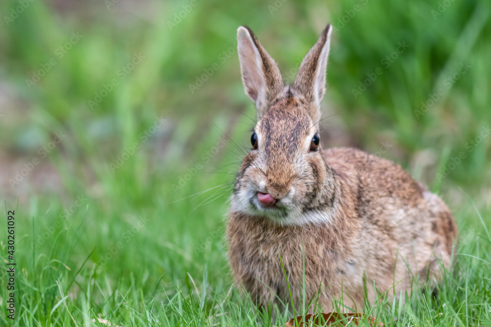 Funny faced wild rabbit in grass tongue licking lips Funny faced wild rabbit in grass tongue licking lips