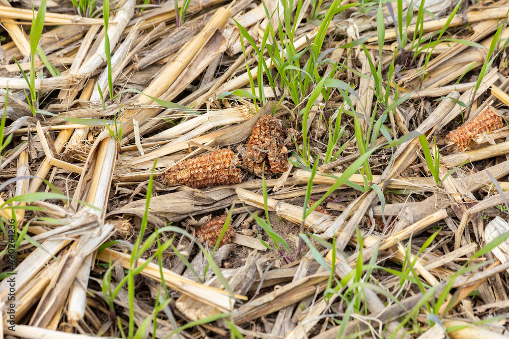 Corn stalks and cobs with a growing winter rye cover crop. Corn stalks and cobs with a growing winter rye cover crop.