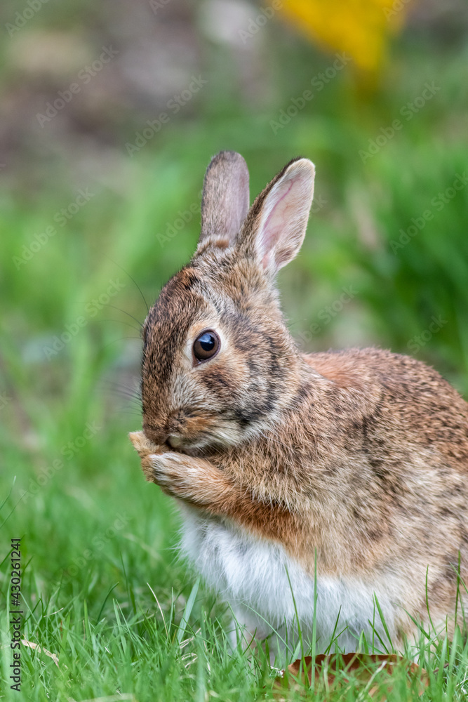 Eastern cottontail rabbit in grass cleaning face Eastern cottontail rabbit in grass cleaning face