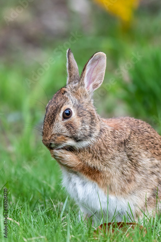Eastern cottontail rabbit in grass cleaning face