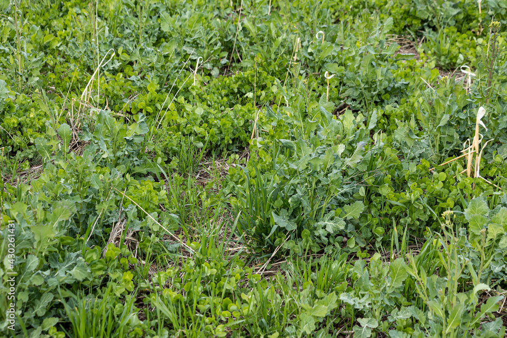 A mixture of cover crops in the spring. A mixture of cover crops in the spring.