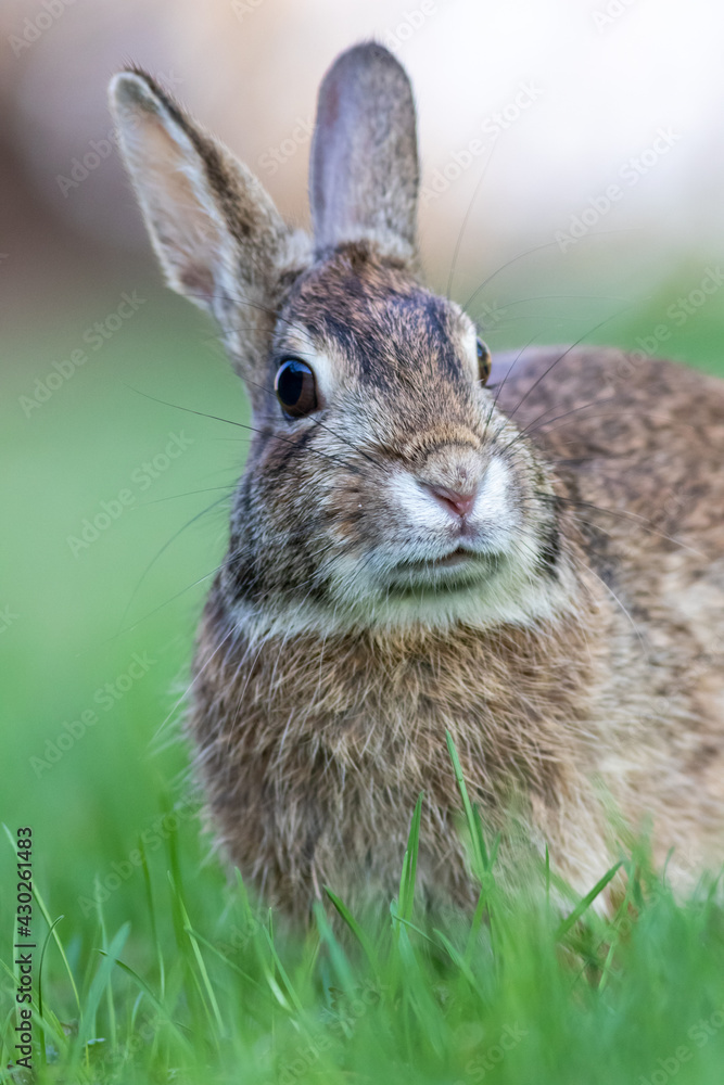 Eastern Cottontail Rabbit portrait in grass Eastern Cottontail Rabbit portrait in grass