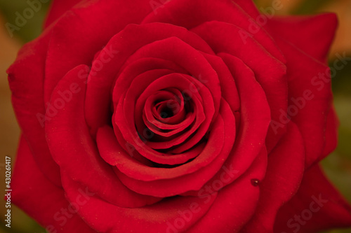 Rosa Roja en su m  xima expresi  n.