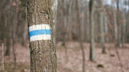 Marking of the hiking trail in blue and white placed on a tree in a forest in Poland.